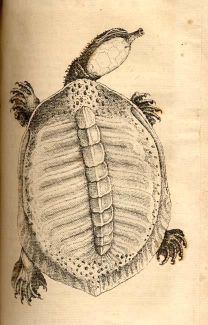William Bartram, Florida Softshell Turtle (Apalone ferox)