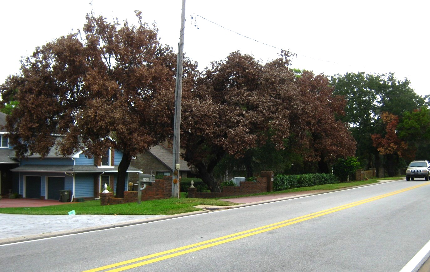 Figure 1 – Redbay trees decimated by laurel wilt, Daytona Beach, FL. Image: D. J. Spence.