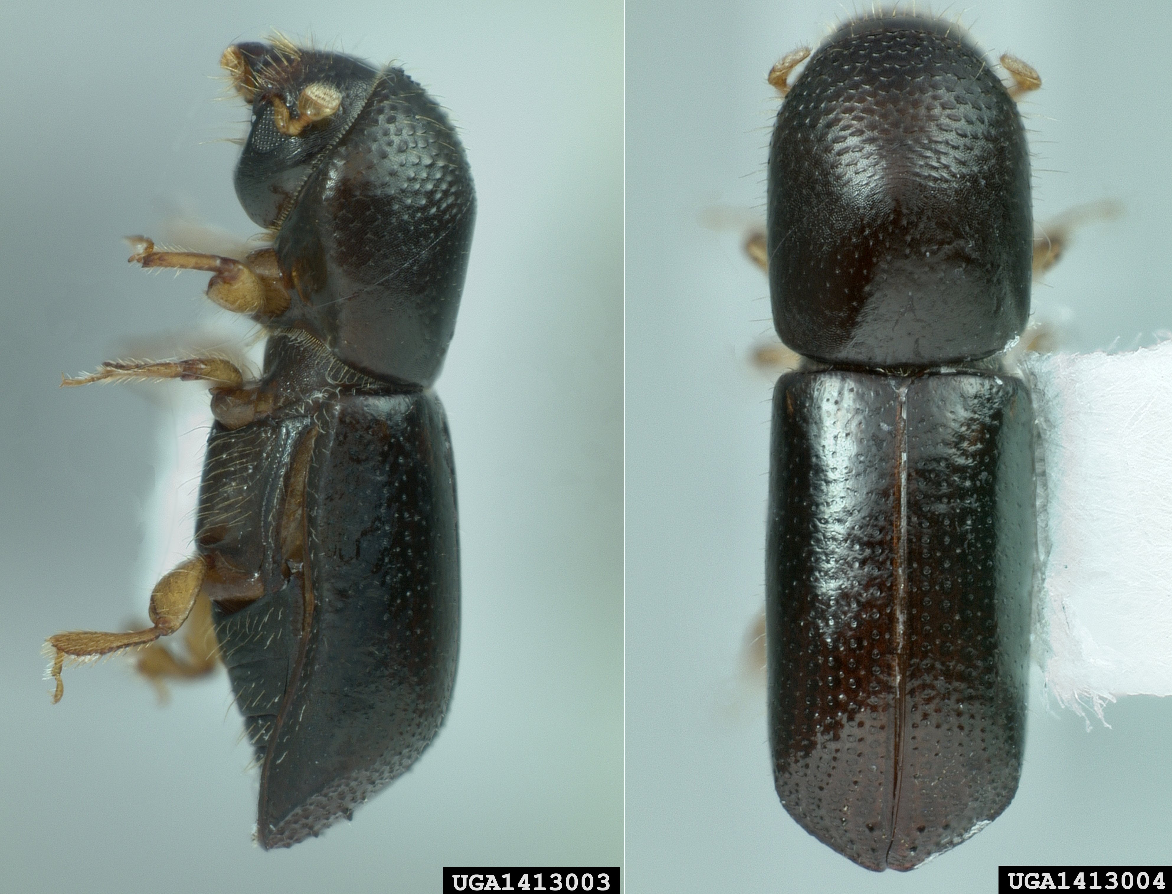 Figure 2 – The 2 mm long redbay ambrosia beetle, Xyleborus glabratus, Image: Florida Department of Agriculture and Consumer Services, Bugwood.org.